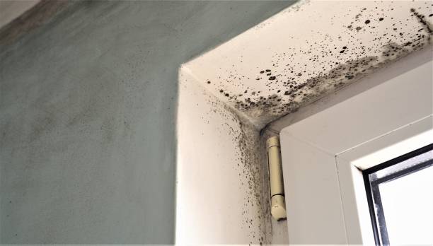 Best Asbestos and Lead Testing During Mold Inspection  in Menlo Park, CA