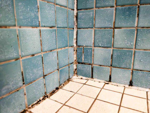 Forensic Mold Investigation in Menlo Park, CA