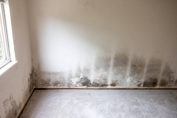 Best Mold Remediation for Healthcare Facilities  in Menlo Park, CA